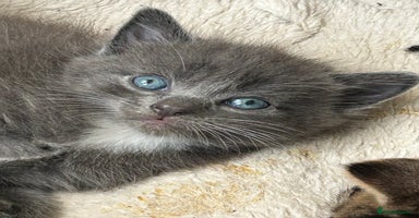 Domestic Shorthair cats - Advert 12
