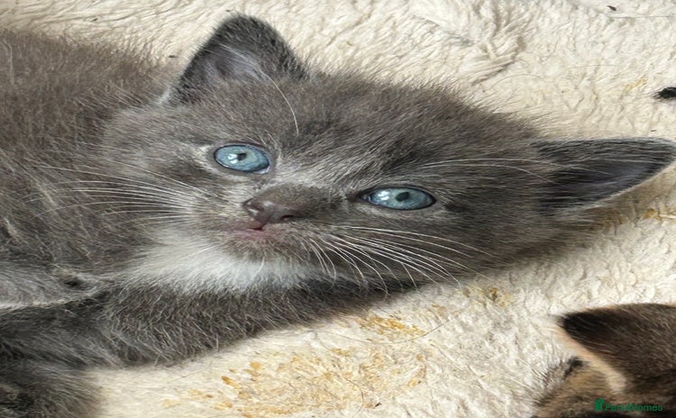 Domestic Shorthair cats - Advert 1
