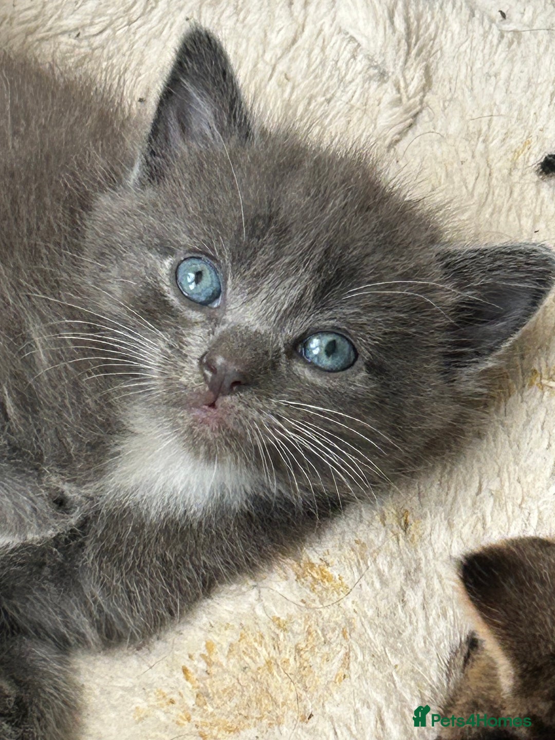 Domestic Shorthair cats for sale: 4 beautiful kittens  - Image 1