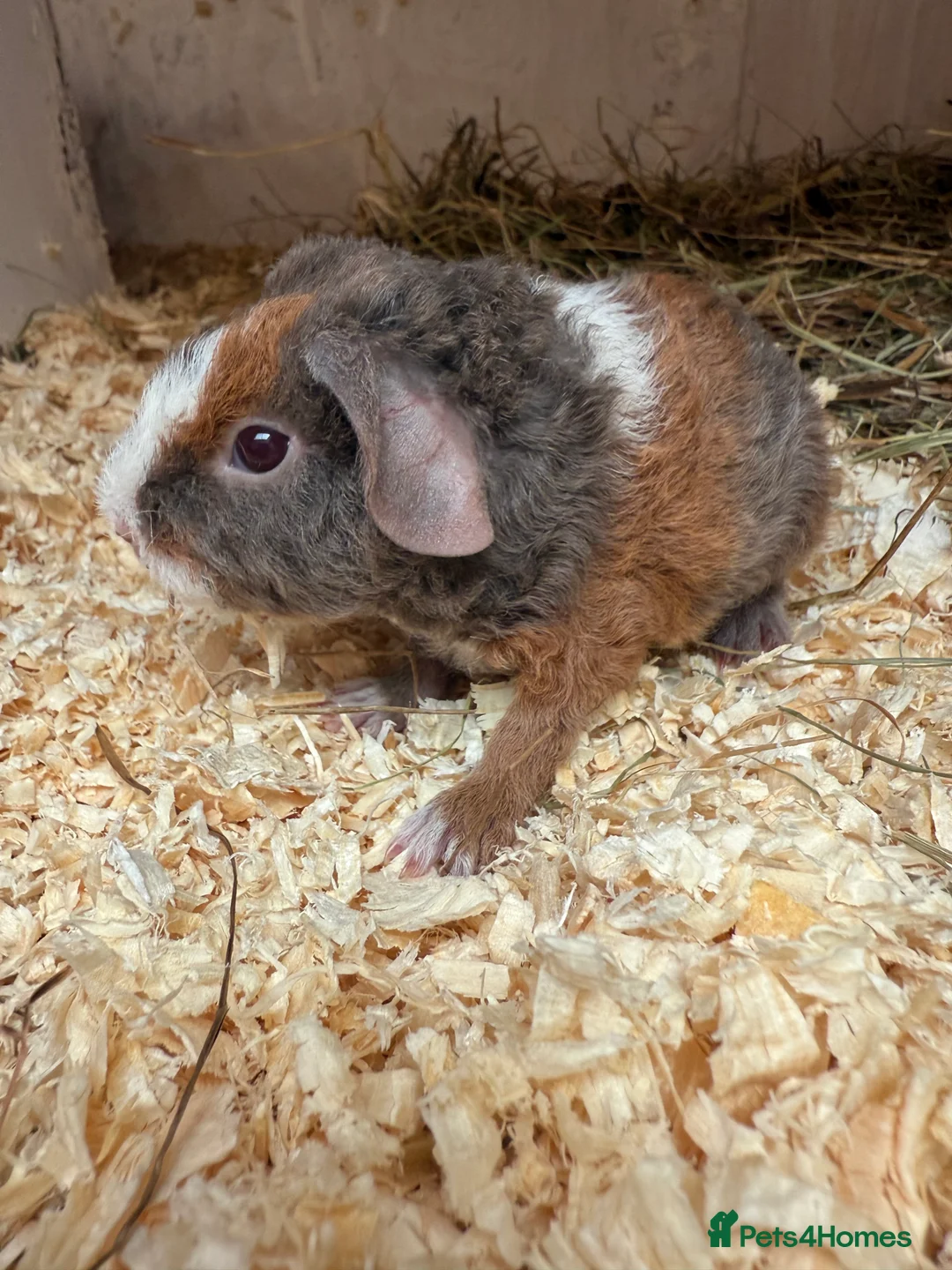 Guinea Pig rodents for sale: Teddy guinea pigs  - Advert 3