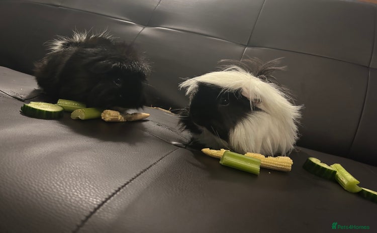 Guinea Pig rodents - Advert 2