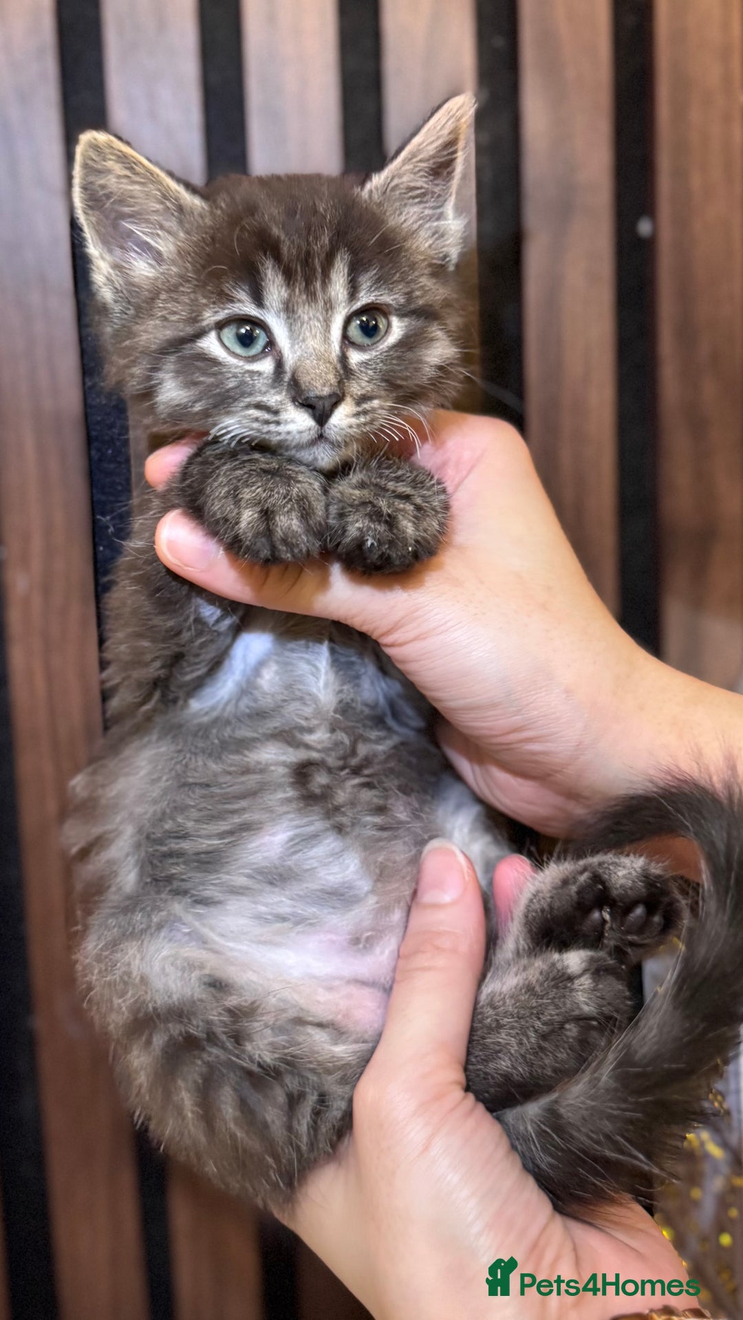 Ragdoll cats for sale: 🌙 Grey Ghost Kittens🎃 – Ragdoll × Tabby 🐾 - Image 5