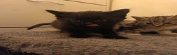 Mixed Breed cats for sale: Kittens for sale  in Wrexham - Advert 14