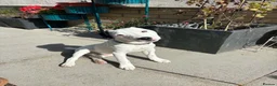 Jack Russell dogs for sale: Rehoming: Pure Breed Jack Russell in Haverhill - Advert 1