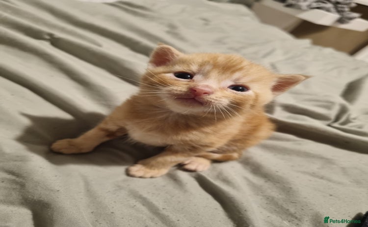 Domestic Shorthair cats - Advert 1