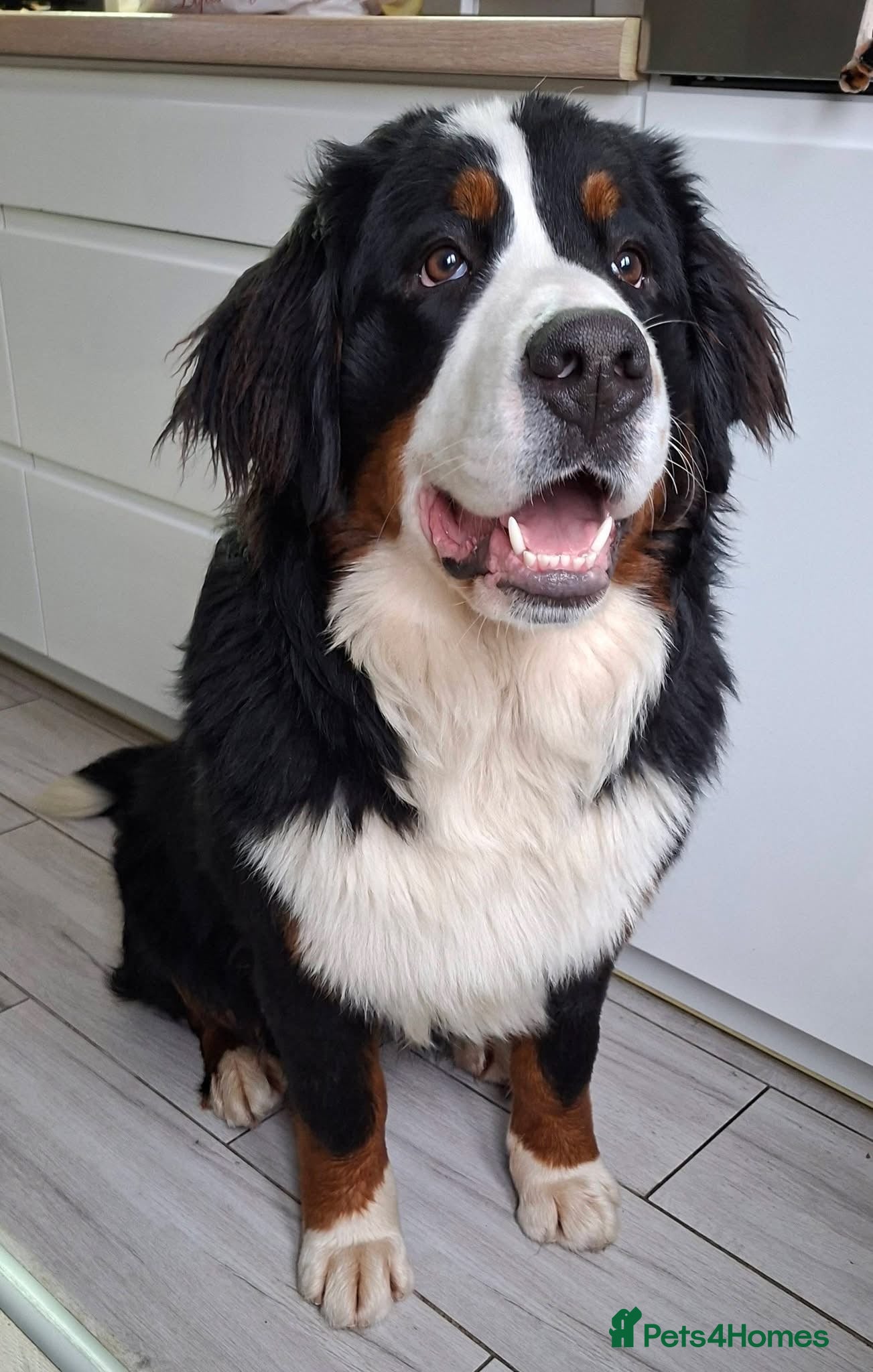 Bernese Mountain Dog dogs Bernese Mountain Dog - Advert 4