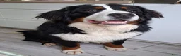Bernese Mountain Dog dogs for sale: Bernese Mountain Dog - Advert 1