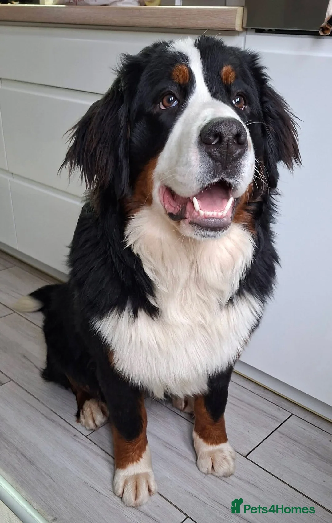 Bernese Mountain Dog dogs for sale: Bernese Mountain Dog - Advert 1