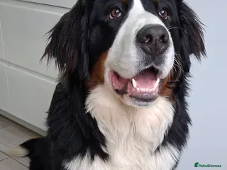 Bernese Mountain Dog dogs Bernese Mountain Dog - Advert 4