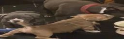 American Bully dogs for sale: Stunning chunky micro pocket Bullies  - Advert 20