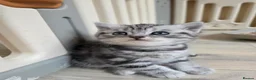 British Shorthair cats for sale: Original BSH Silver Tabby kittens  - Advert 7