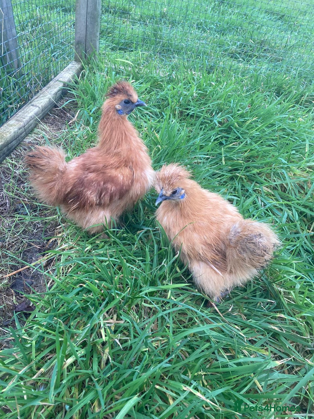 Chickens poultry for sale: Various chickens - Advert 9