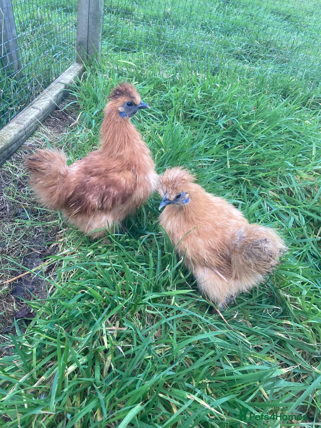 Chickens poultry for sale: Various chickens - Advert 9