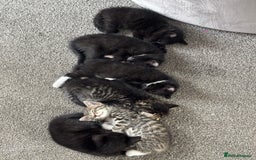 Mixed Breed cats for sale: 4 boy kittens left - Image 1
