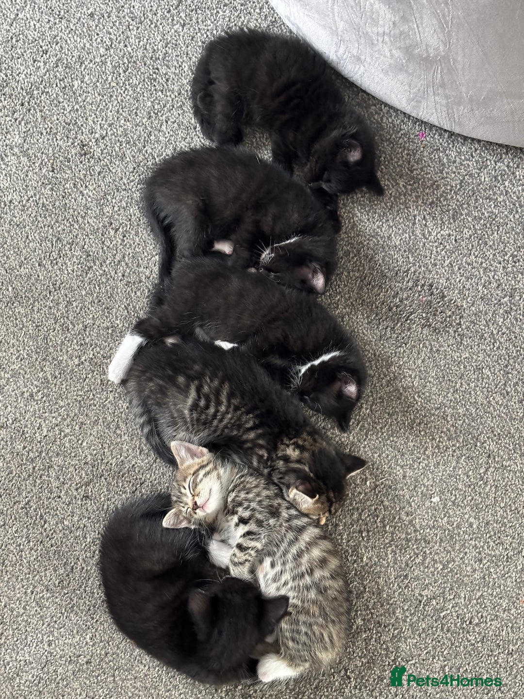 Mixed Breed cats for sale: 4 boy kittens left - Image 1