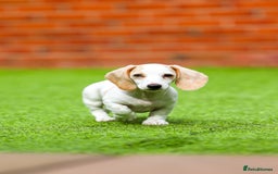 Miniature Dachshund dogs for sale: Miniature cream dachshund - Image 12