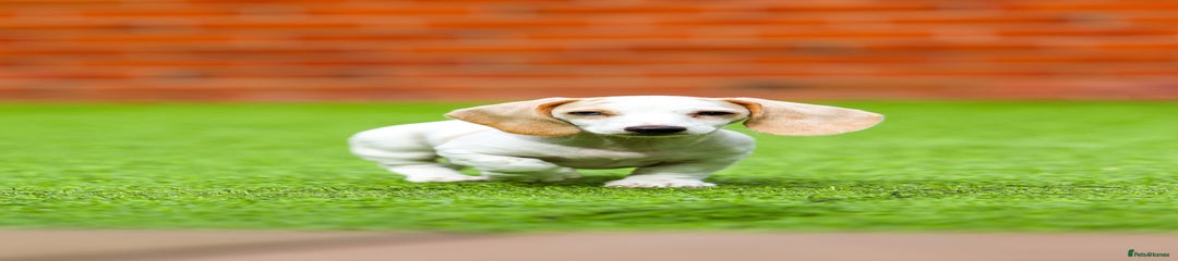 Miniature Dachshund Puppy 3
