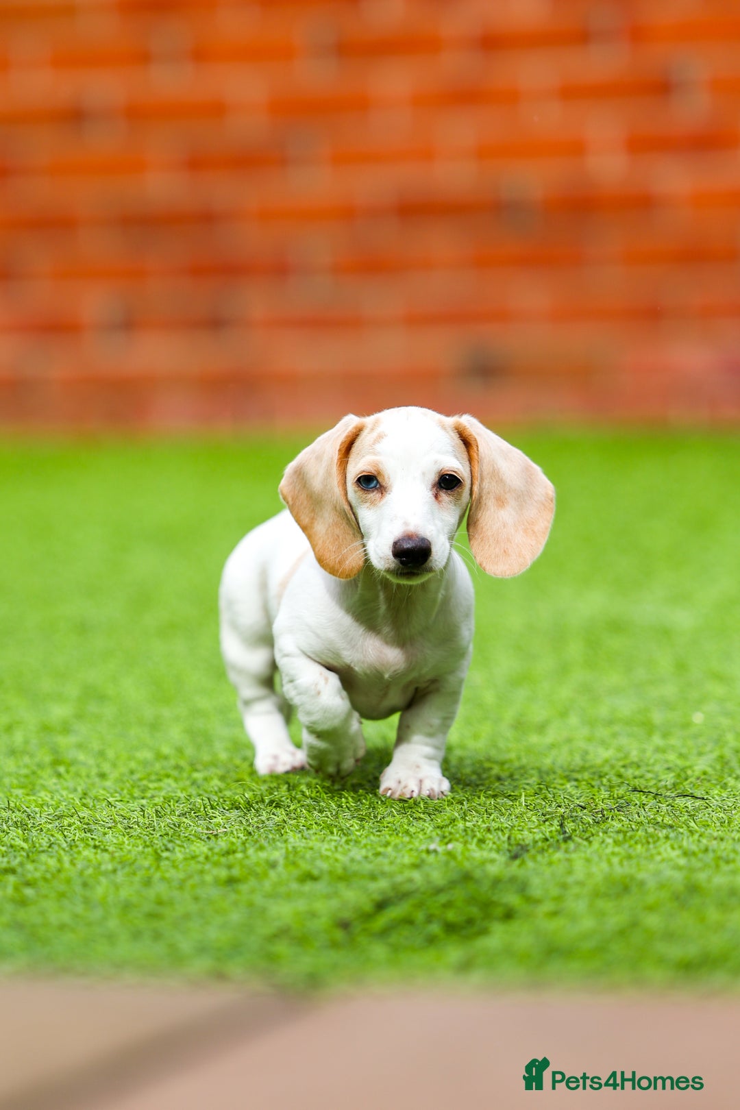 Miniature Dachshund dogs for sale: Miniature cream dachshund - Image 12