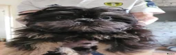Shih Tzu dogs for sale: Imperial shih tzu puppies - Advert 2