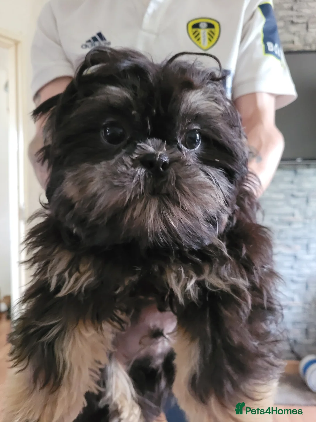 Shih Tzu dogs for sale: Imperial shih tzu puppies - Advert 2
