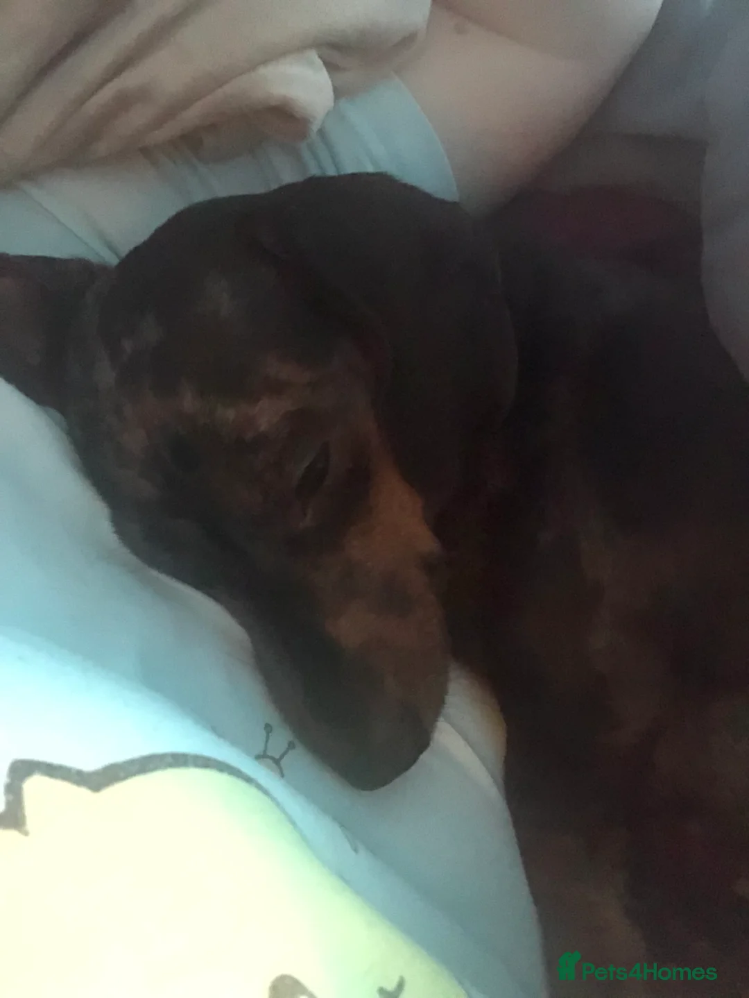 Miniature Dachshund dogs for sale: Miniature Dachshund pups due 02/03/26 - Advert 2