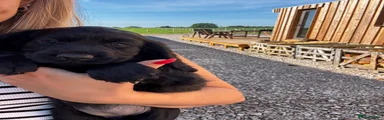 Cockalier Puppy 2