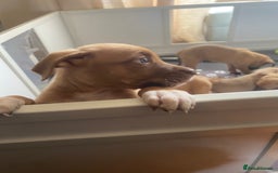 Mixed Breed dogs for sale: Puppies  - Image 3