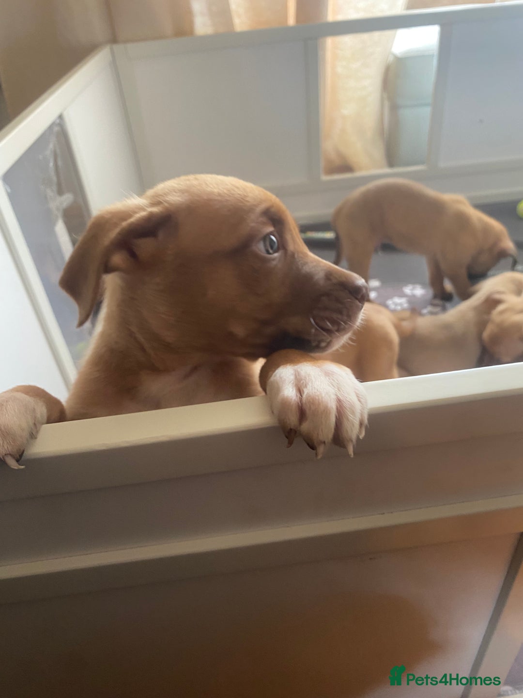 Mixed Breed dogs for sale: Puppies  - Image 3