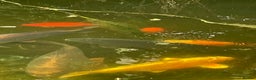 Koi Carp fish for sale: Koi Carp for Sale (rehoming due to baby and dog)  - Advert 21