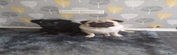 Pug dogs for sale: Black pug - Advert 4