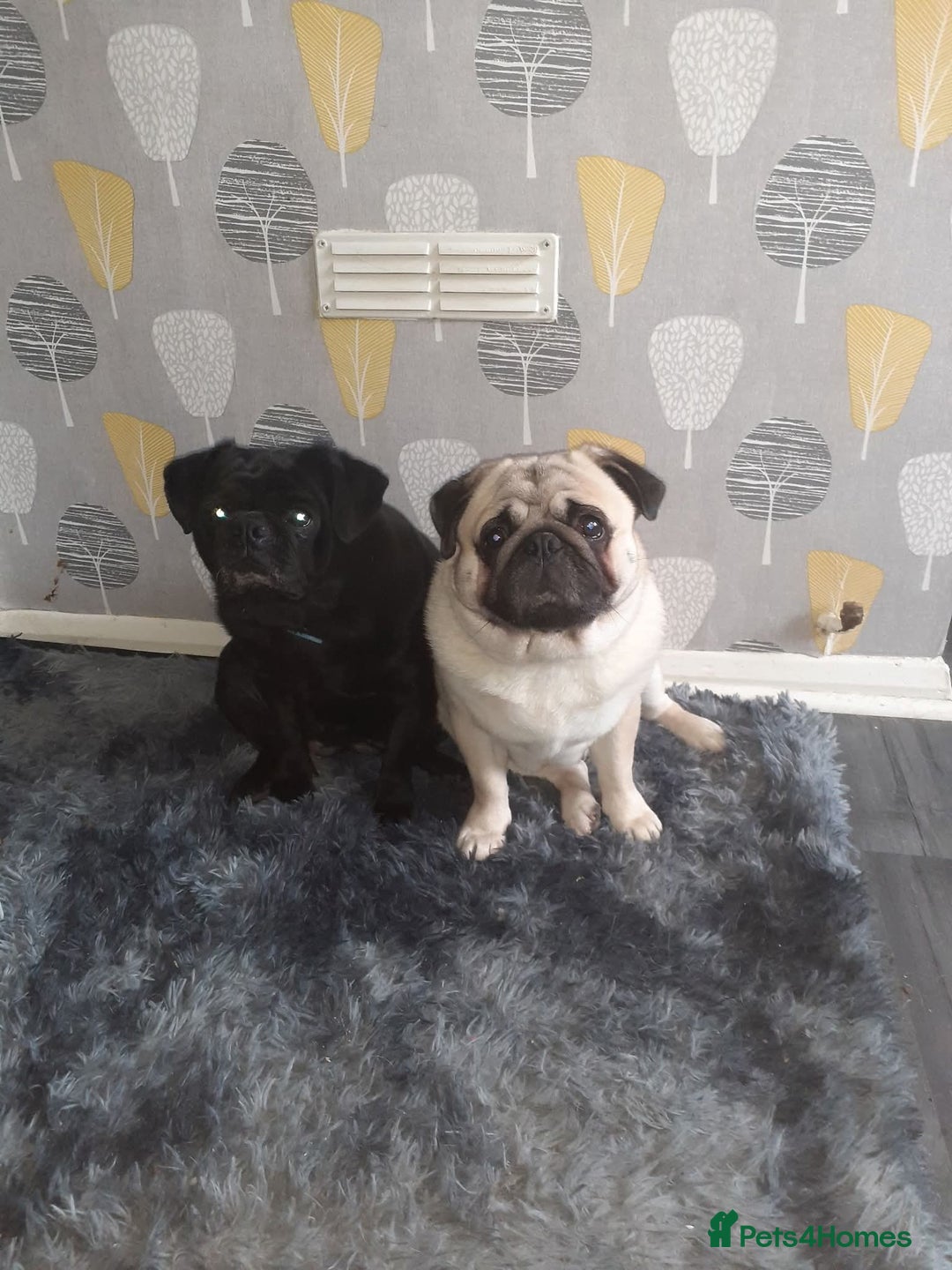 Pug dogs for sale: Black pug - Advert 4