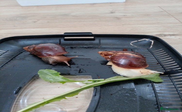 Snails invertebrates - Advert 2