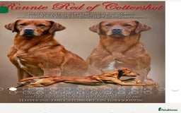 Labrador Retriever dogs for sale: Fox red Labrador puppies for sale - Image 7