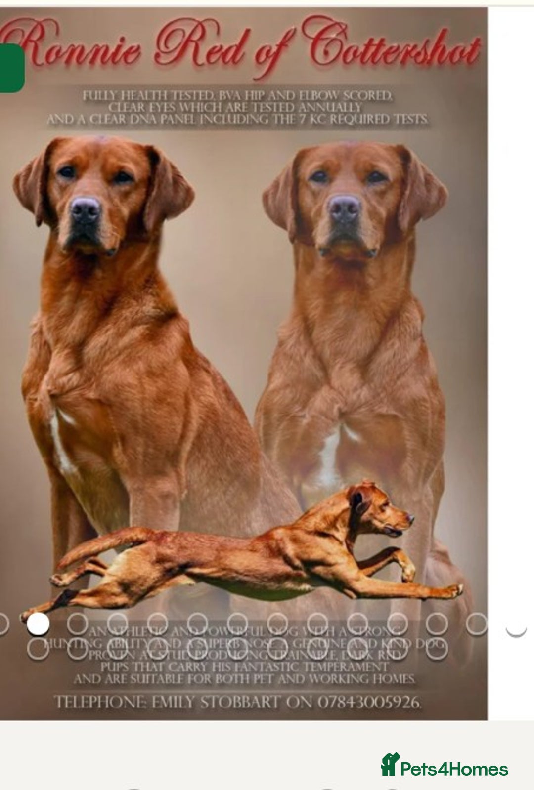 Labrador Retriever dogs for sale: Fox red Labrador puppies for sale - Image 7