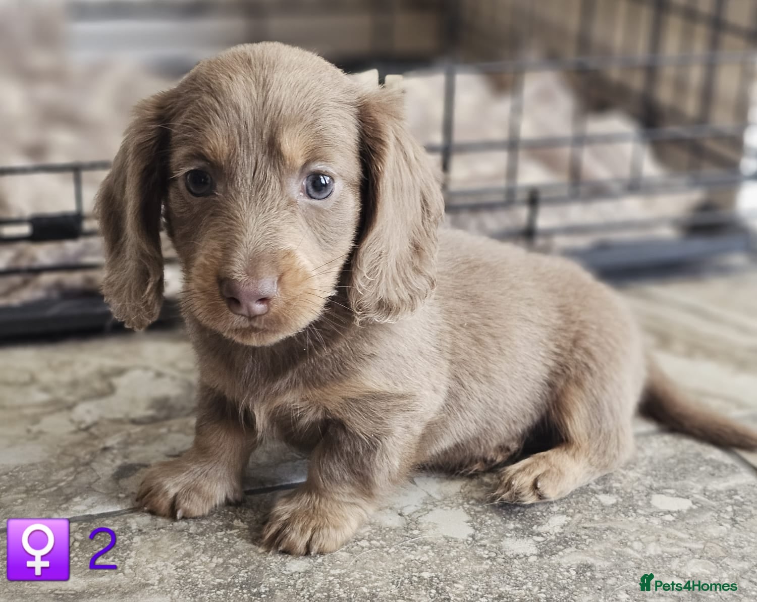 Miniature Dachshund dogs Miniature Dachshund KC Reg Longhair Isabella & Tan - Advert 10
