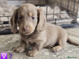 Miniature Dachshund dogs Miniature Dachshund KC Reg Longhair Isabella & Tan - Advert 10