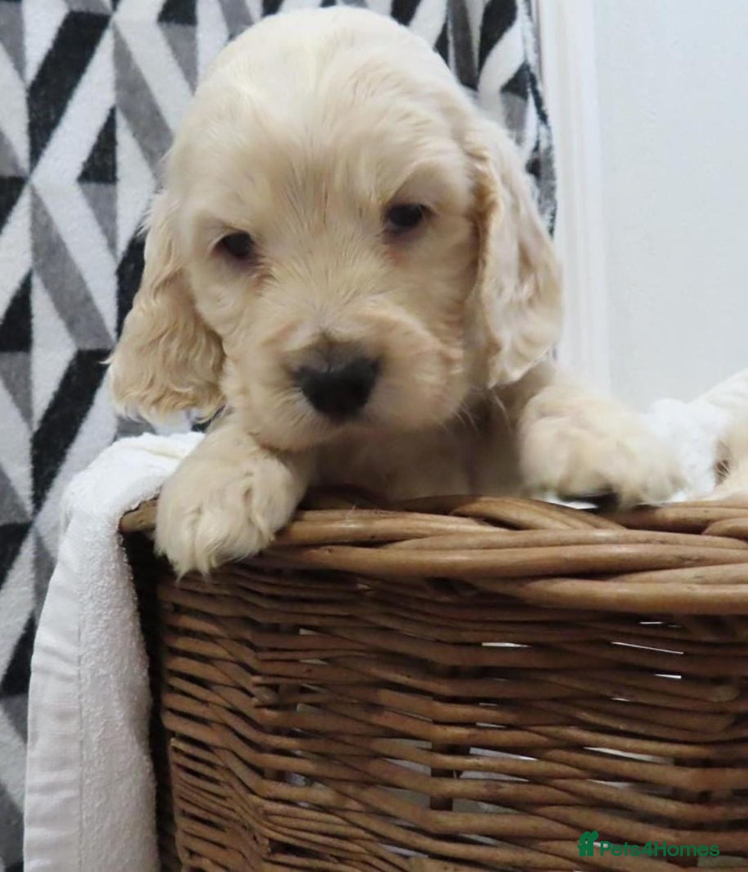 Cocker Spaniel dogs for sale: 🏆🏆Show Type Cocker Spaniel 🏆 - Advert 36