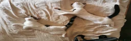 Mixed Breed cats for sale: Gorgeous, playful & affectionate kittens - Advert 10