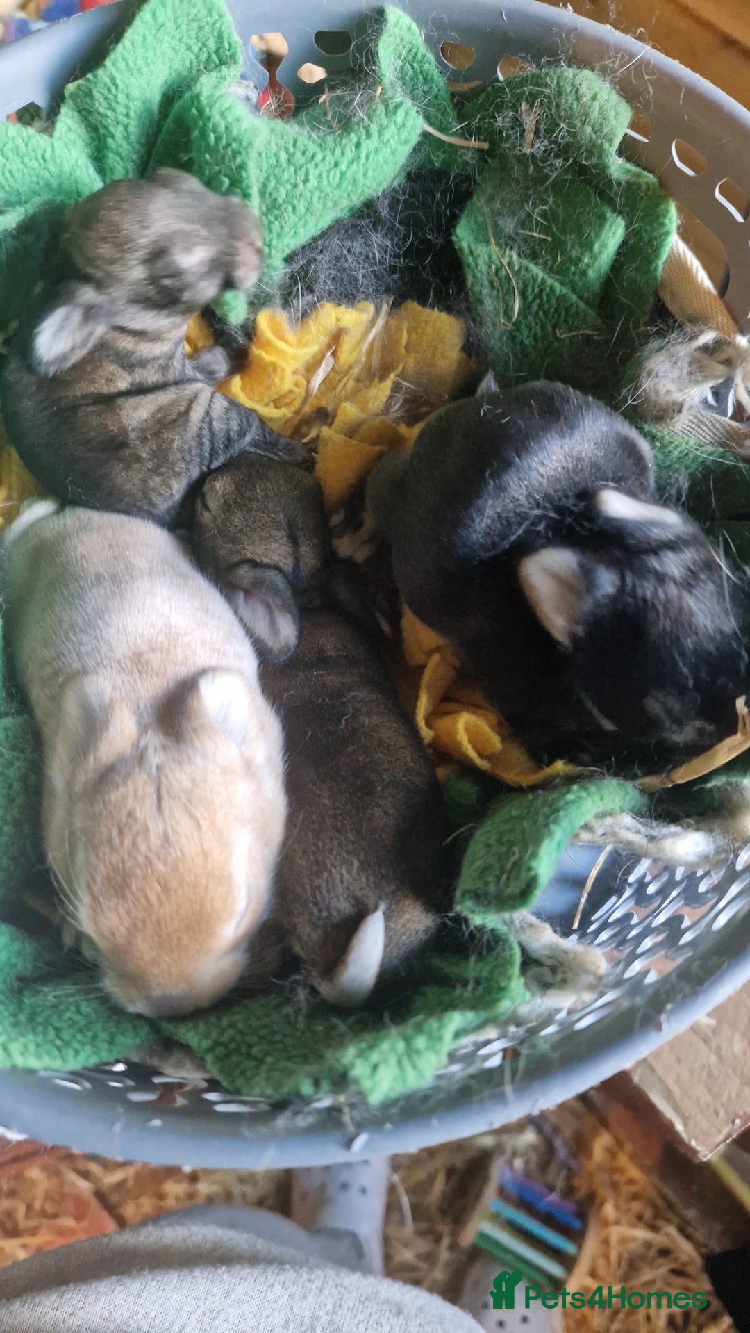 Rex rabbits for sale: Mini rex rabbits - Image 1