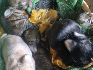 Rex rabbits - Advert 2