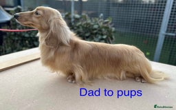Miniature Dachshund dogs for sale: Miniature long haired cream dachshund. KC reg/PRA - Image 5