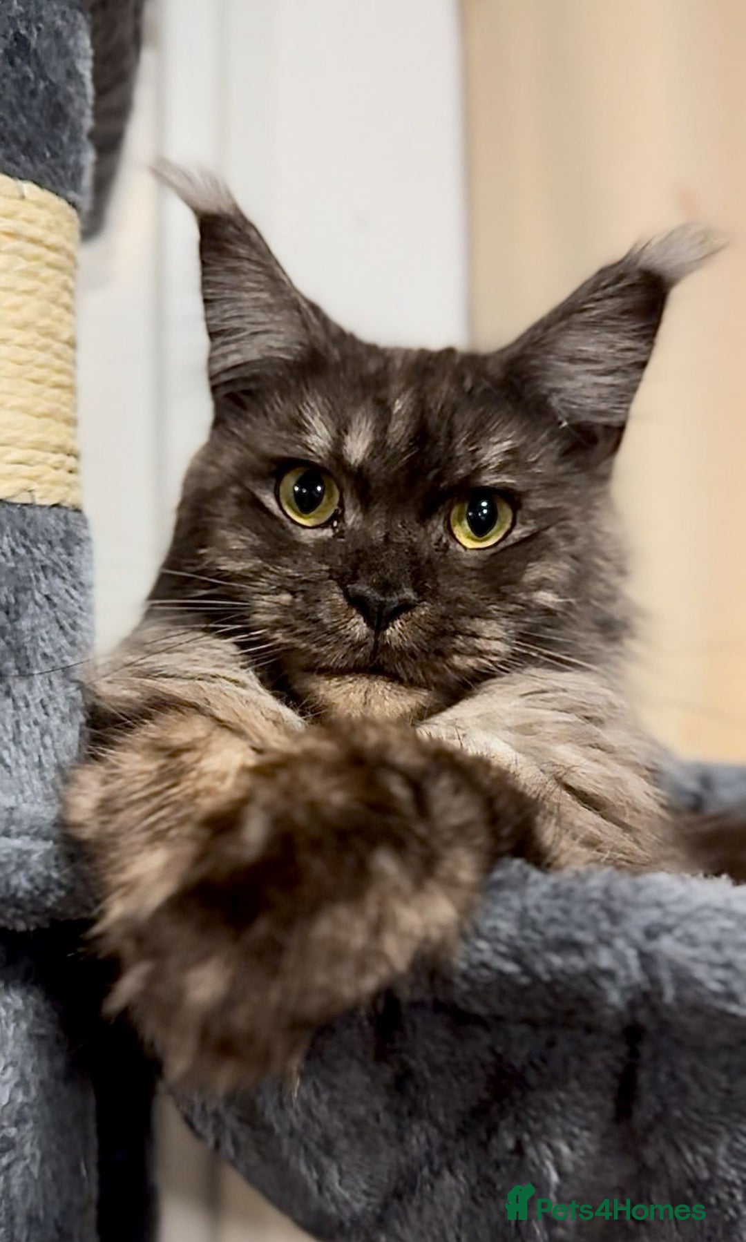 Maine Coon cats for sale: Stunning TICA registered Female Maine Coon  - Advert 7