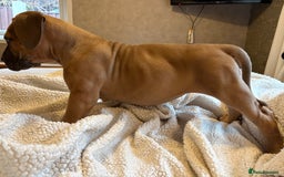 Boerboel dogs for sale: EXCEPTIONAL NABBR REGISTERED PUPPIES!  - Image 2