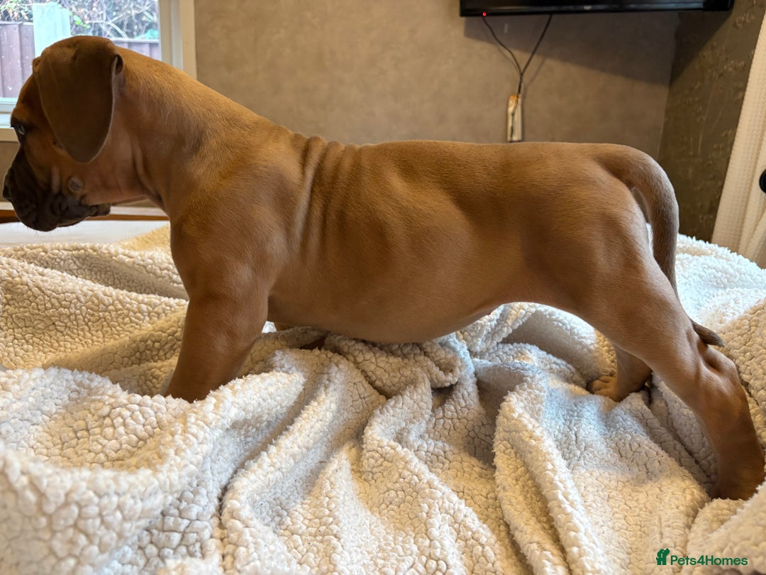 Boerboel dogs for sale: EXCEPTIONAL NABBR REGISTERED PUPPIES!  - Image 2