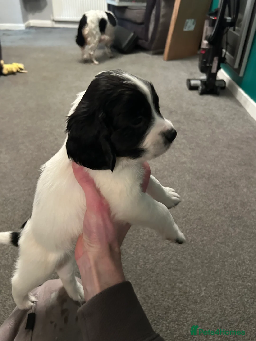 English Springer Spaniel dogs for sale: Springer spaniel puppies  - Advert 9