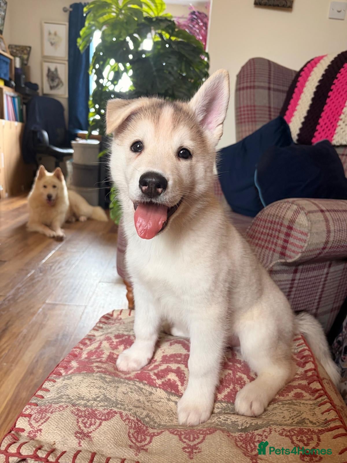 Siberian Husky dogs Exceptional Siberian Husky x Gsd Puppy - Advert 1