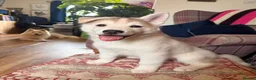 Siberian Husky dogs for sale: Exceptional Siberian Husky x Gsd Puppy - Advert 1