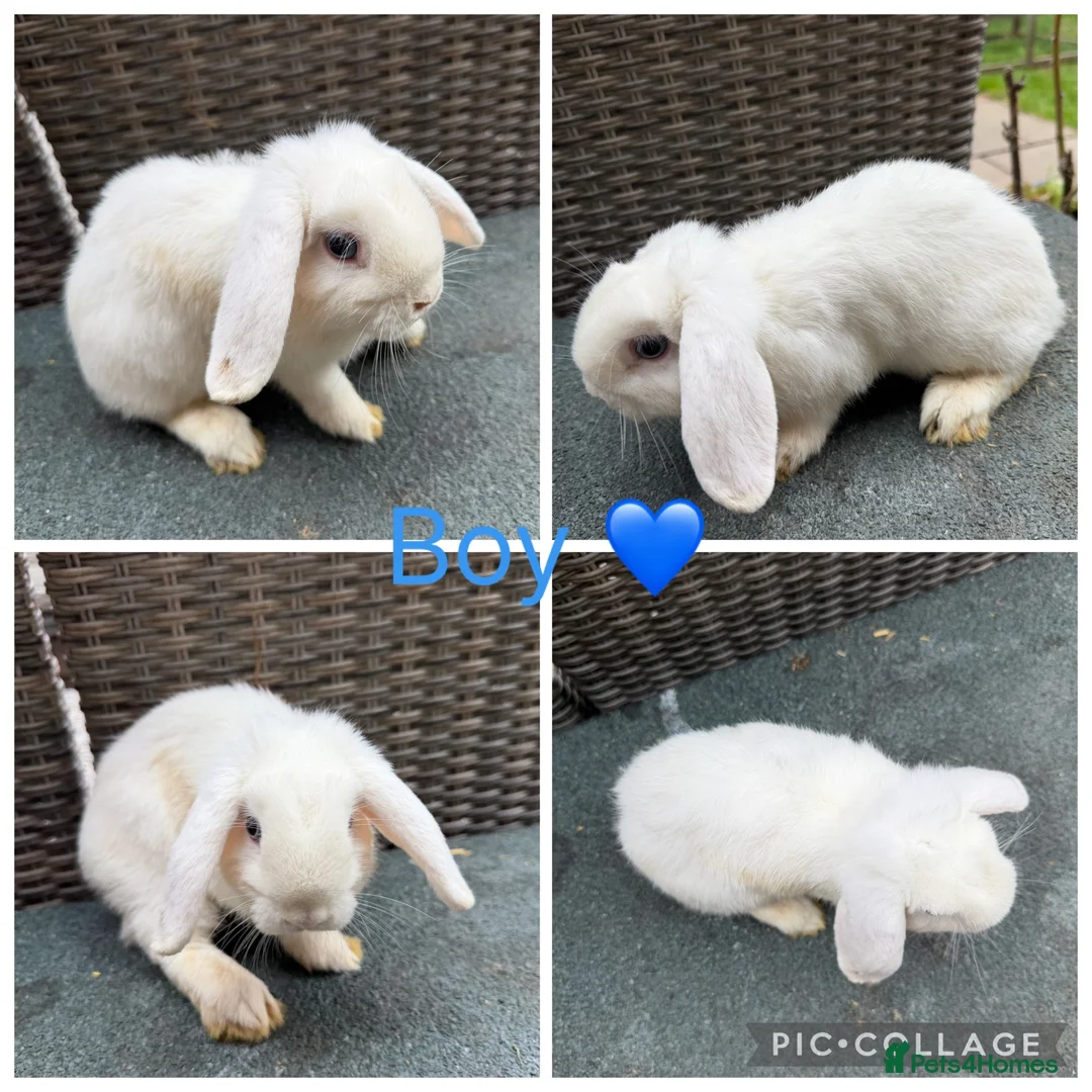 Mini Lop rabbits for sale: Gorgeous Mini Lops looking for new laps & cuddles  - Advert 2