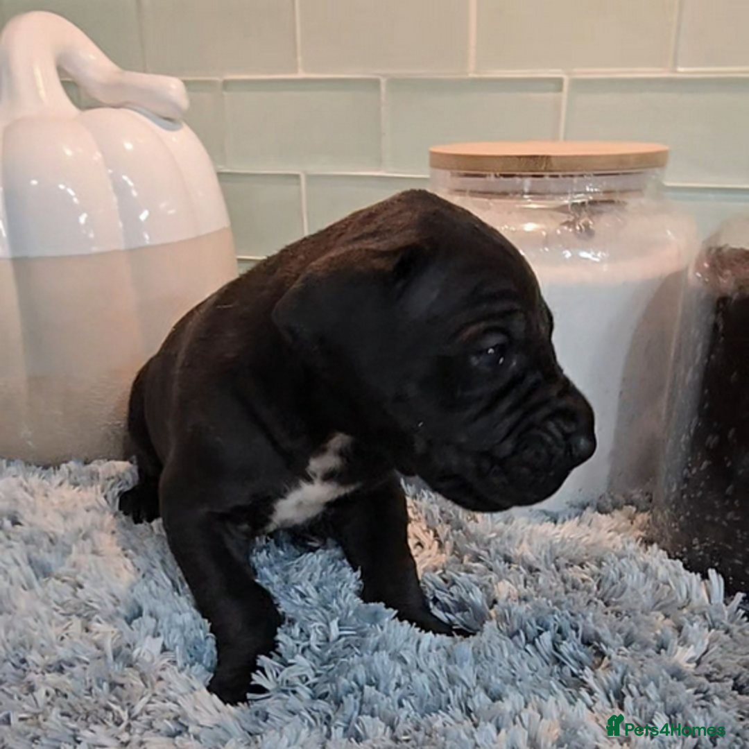 Great Dane dogs for sale: Kc & Beautiful Litter of Chunky Great Dane Puppies - Advert 9
