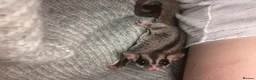 Sugar Glider rodents for sale: 3 female sugar gliders and set up - Advert 5